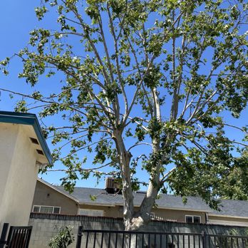 Dario Tree Trimming - Sycamore tree, trim and shape - Tree Services Near Me - Sylmar, California