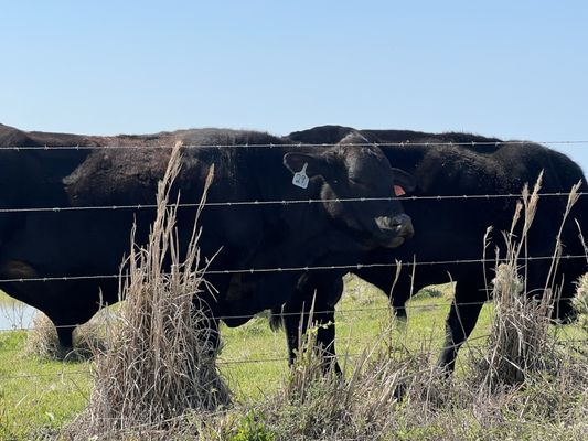 Kissimmee Prairie Preserve State Park by null