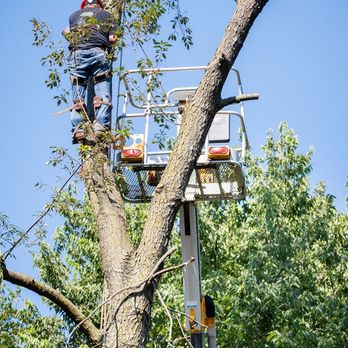 Eggers Tree Service - Tree Services Near Me - Grandview, Missouri Eggers Tree Service - Tree Services Near Me - Grandview, Missouri
