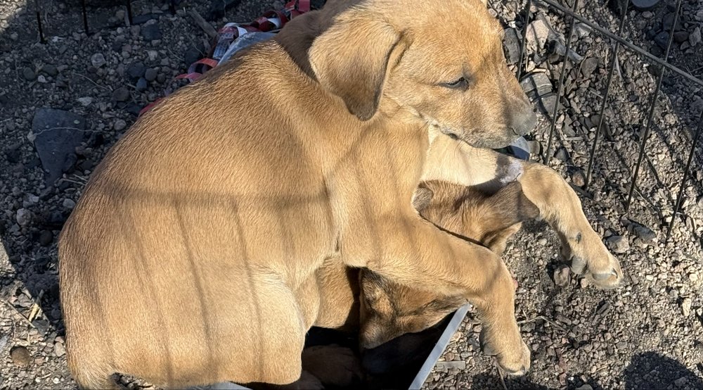 Pay It Fur Ward - social services organization in Colorado Springs, CO