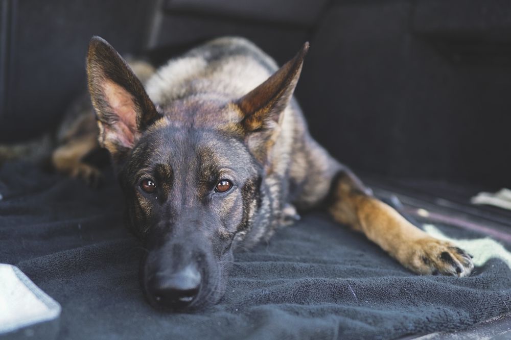 BLACKWOOD CANINE Updated September 2024 69 Photos Scappoose