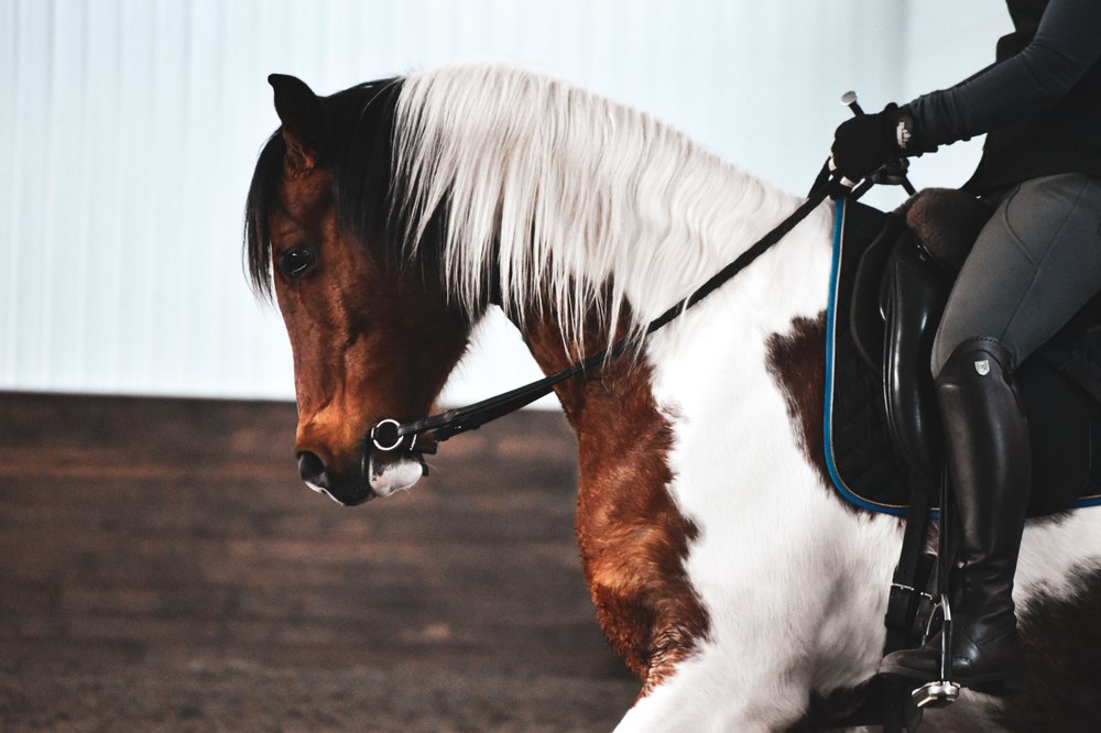 REVERENCE STABLES HORSEMANSHIP CENTRE Updated September 2024