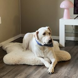 Flawless Dogs Mobile Salon