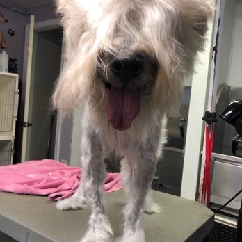 VIPuppy Spa - Pet Sitting Near Me - Summit, New Jersey