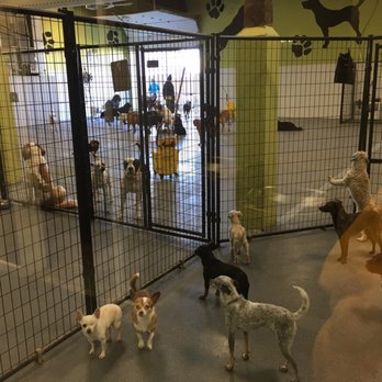 dog daycare downtown