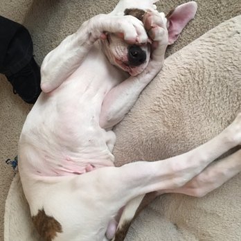 All Creatures Animal Hospital - All Creatures Animal hospital saved Dane! - Veterinarians Near Me - Graham, Washington All Creatures Animal Hospital - All Creatures Animal hospital saved Dane! - Veterinarians Near Me - Graham, Washington