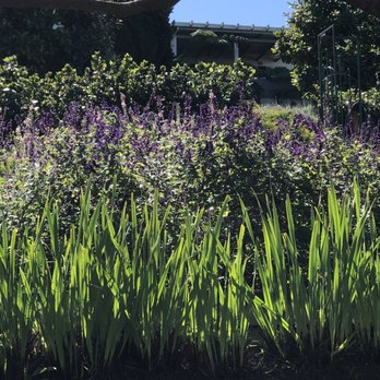 Ali'i Kula Lavender - Tours Near Me - Kula, Hawaii Ali'i Kula Lavender - Tours Near Me - Kula, Hawaii