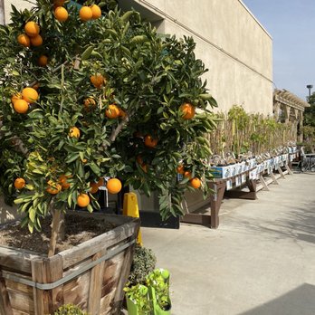 Louie's Nursery - Beautiful citrus trees - Nurseries & Gardening Near Me - Riverside, California Louie's Nursery - Beautiful citrus trees - Nurseries & Gardening Near Me - Riverside, California
