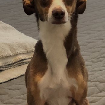 P.I. Paws - Pet Sitting Near Me - Weehawken, New Jersey P.I. Paws - Pet Sitting Near Me - Weehawken, New Jersey
