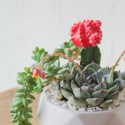 Floraclay.com
Order online for pick up & delivery.
Join for Rewards & Subscribe for 5% OFF!