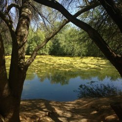 Reach 11 Recreation Area - Algae bloom today!