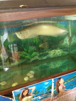 Chef Hong Kitchen by null