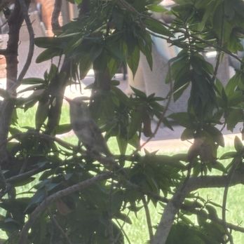 Archstone Care Center - I spy with my little eye, a Hummingbird - Skilled Nursing Near Me - Chandler, Arizona Archstone Care Center - I spy with my little eye, a Hummingbird - Skilled Nursing Near Me - Chandler, Arizona