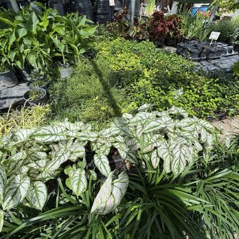 McIntire's Garden Center - Nurseries & Gardening Near Me - Georgetown, Texas McIntire's Garden Center - Nurseries & Gardening Near Me - Georgetown, Texas