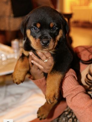 ALL BREED DOG TRAINING - Updated June 2024 - 16 Photos - Torrance