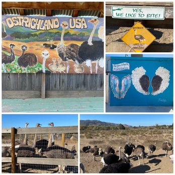 Ostrichland USA - Ostrichland USA in Solvang, CA 11/24/20 - Attraction Farms Near Me - Solvang, California Ostrichland USA - Ostrichland USA in Solvang, CA 11/24/20 - Attraction Farms Near Me - Solvang, California
