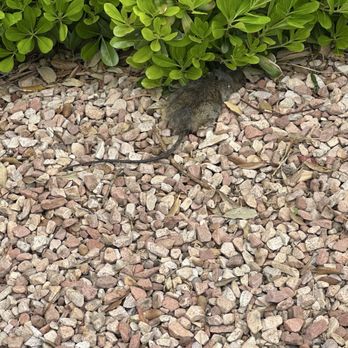 LV Smitty's Pest Control - A victim! - Pest Control Near Me LV Smitty's Pest Control - A victim! - Pest Control Near Me