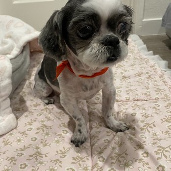 Cindy's Dog Grooming - Pet Groomers Near Me - Los Angeles, California