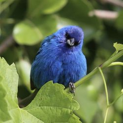 Chapel Lake Park - Indigo Bunting