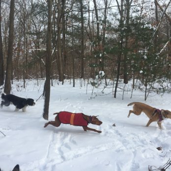 Paws About Town - Pet Boarding Near Me Paws About Town - Pet Boarding Near Me