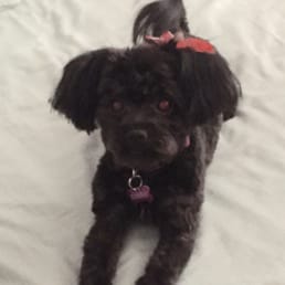 My Bonnie - right after her spa day. My Bonnie - right after her spa day.