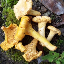 Schaffhauser Wochenmarkt - Eierschwämmli: Köstlichkeit aus dem Wald