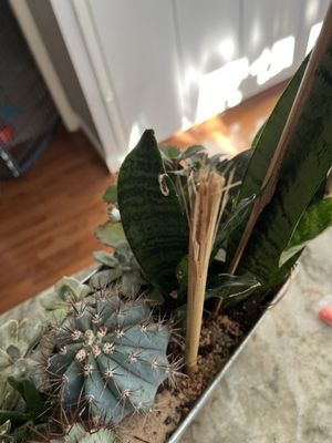 Johnson's Florist & Garden Centers