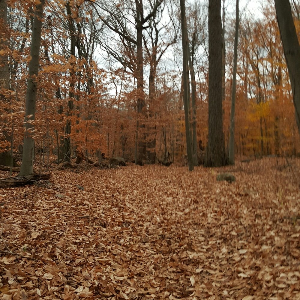 You call these trails? This park is in horrific condition. Trail markings are faded and dead trees are all over the trails. You call these trails? This park is in horrific condition. Trail markings are faded and dead trees are all over the trails.