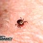Dandi Guaranty Pest Solutions And Termite Protection