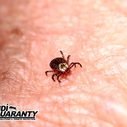Dandi Guaranty Pest Solutions And Termite Protection