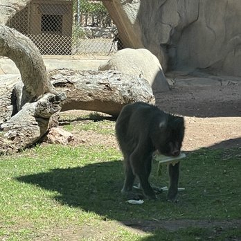 Phoenix Zoo - Monkey - Zoos Near Me - Phoenix, Arizona Phoenix Zoo - Monkey - Zoos Near Me - Phoenix, Arizona