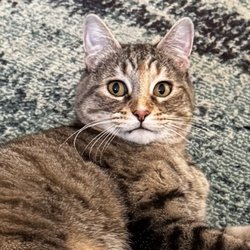 Paw Tales - Mystra