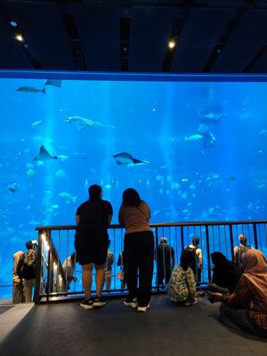 Singapore Oceanarium by null