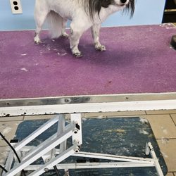 Poochie's Dog Grooming Giftly Beautiful Gift Card Alternative