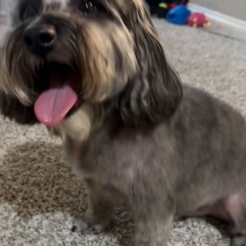 Tender Loving Cuts - Pet Groomers Near Me - North Las Vegas, Nevada