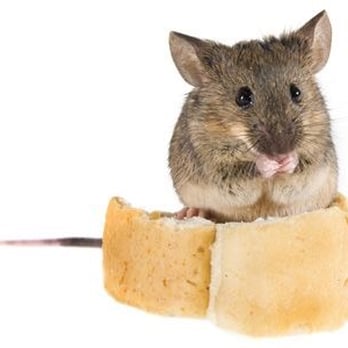 Ted The Terminator - Pest Control Near Me Ted The Terminator - Pest Control Near Me