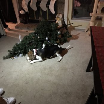 Calvin's Place - Why we go to daycare - Pet Sitting Near Me - Tacoma, Washington