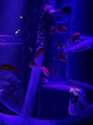 SEA LIFE San Antonio by null