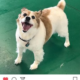 Instagram update from VIPet Resort while we were out of town.