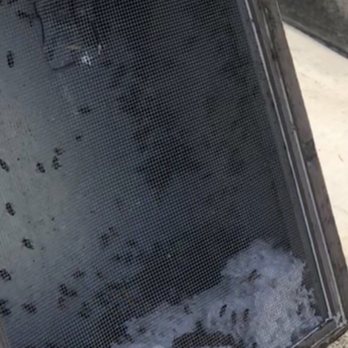 Oc Bee Guy - Pest Control Near Me - Anaheim, California Oc Bee Guy - Pest Control Near Me - Anaheim, California