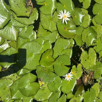 Chicora Tours - Cyprus Garden boat tour - Walking Tours Near Me Chicora Tours - Cyprus Garden boat tour - Walking Tours Near Me