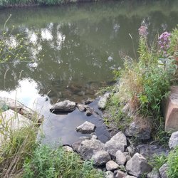 Mill Pond Park