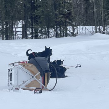 Rod's Alaskan Guide Service - unattended sled with hooked up dogs - Fishing Near Me - North Pole, Alaska