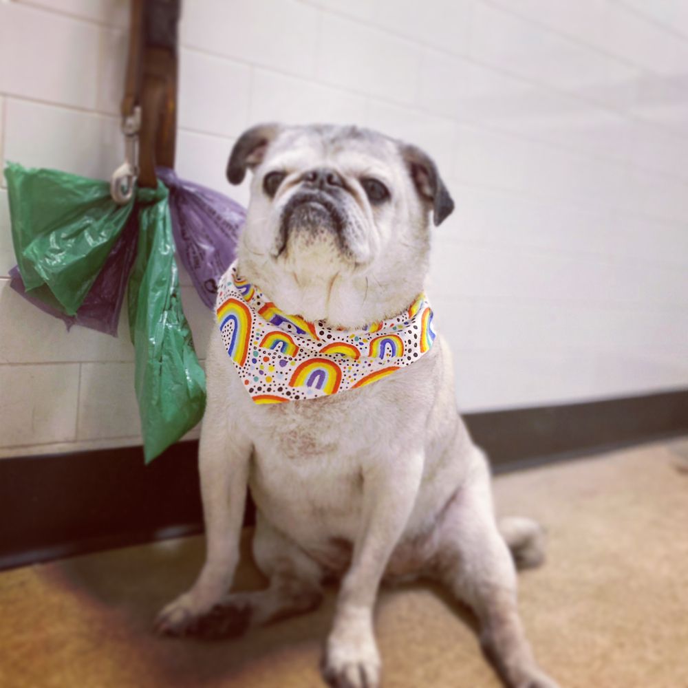 FLATIRONS NATURAL PET MARKET & WASH Updated June 2024 35 Photos