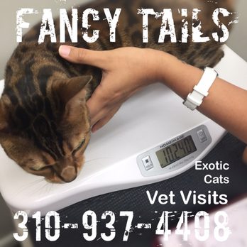 Fancy Tails - Took Pan the Bengal to the vet for her exam and vaccines before boarding her. - Dog Walkers Near Me - Hermosa Beach, California