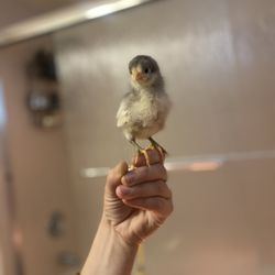 Lucky Jacks' Rescue Ranch