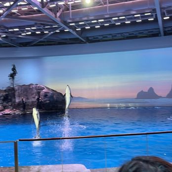 Shedd Aquarium - Dolphin show - Aquariums Near Me - Chicago, Illinois Shedd Aquarium - Dolphin show - Aquariums Near Me - Chicago, Illinois