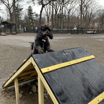 Brookdale Dog Park - Tubby conquering the terrain park. - Dog Parks Near Me - Bloomfield, New Jersey Brookdale Dog Park - Tubby conquering the terrain park. - Dog Parks Near Me - Bloomfield, New Jersey
