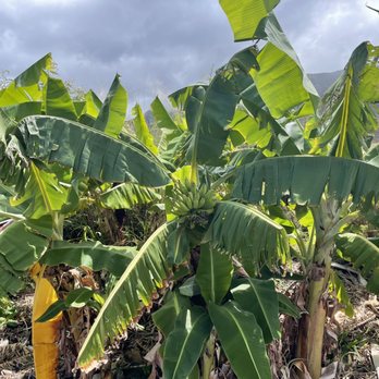 Maui Dragon Fruit Farm - Banana - Fruits & Veggies Near Me - Lahaina, Hawaii Maui Dragon Fruit Farm - Banana - Fruits & Veggies Near Me - Lahaina, Hawaii