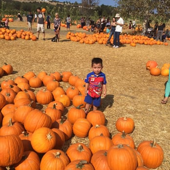 Bates Nut Farm - It was a tough choice, but my little grandson found the perfect pumpkin! - Specialty Food Near Me - Valley Center, California Bates Nut Farm - It was a tough choice, but my little grandson found the perfect pumpkin! - Specialty Food Near Me - Valley Center, California